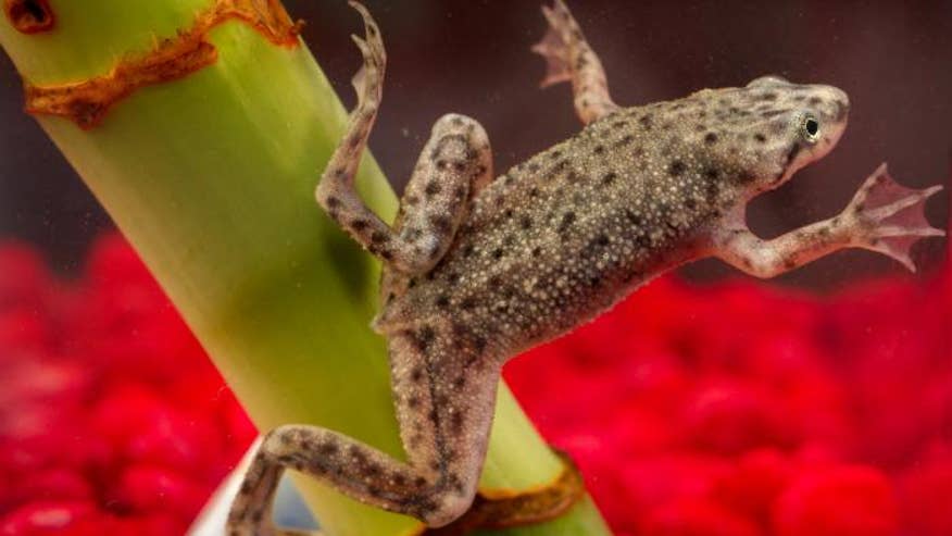Dwarf frog.jpg